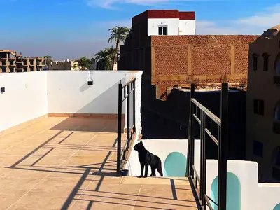 a black cat standing on the side of a building at Amenti House - Private Villa & Retreat Center in Luxor