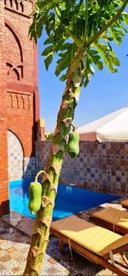 a tree with green leaves next to a pool at Luxor Tower in Luxor