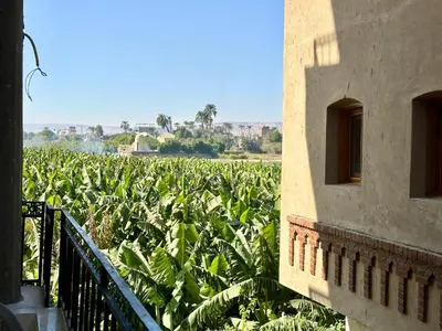 a field of banana plants next to a building at Sheherazade Guesthouse in Luxor