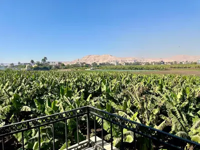 a field of banana plants with mountains in the background at Sheherazade Guesthouse in Luxor