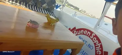 a bird sitting on a table on a boat at Queen Sophie in Luxor