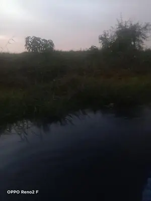 a misty river with trees in the background at Queen Sophie in Luxor