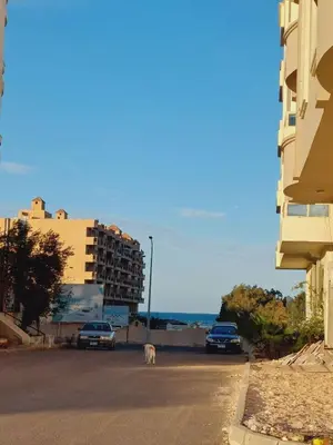 a street with two cars and a dog on the road at Wohnung in Al Ahyaa Hurghada in Hurghada