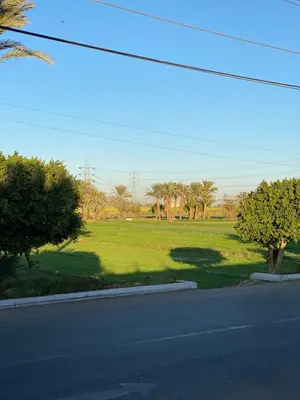 a street with a field of green grass with trees at King TuT house in Luxor