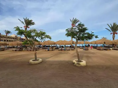 two palm trees and straw umbrellas on a beach at Tiba Golden a in Hurghada