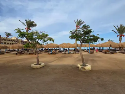 two palm trees and umbrellas on a beach at Tiba Golden Down Town in Hurghada