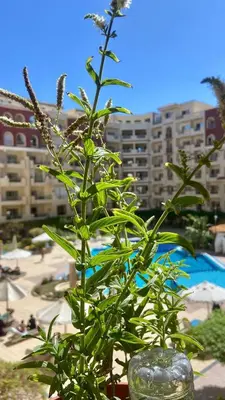 a green plant in a glass jar next to a building at Florenza Khamsin Resort compound in Hurghada