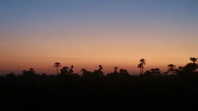 a silhouette of a field with palm trees at sunset at Luxor Experience Guest House in Luxor