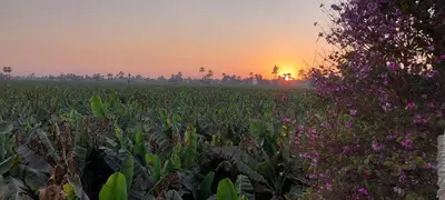 a field of plants with the sunset in the background at Luxor Experience Guest House in Luxor