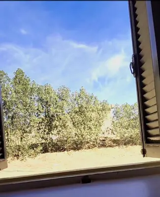a window with a view of a forest of trees at Nuba in Aswan