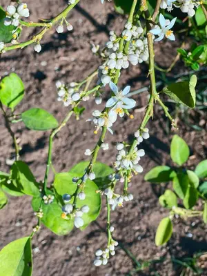a plant with white flowers and green leaves at Anoosh camp in Aswan