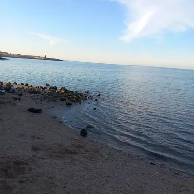 a group of birds sitting on the shore of a body of water at Villa Shams El Bahr in Hurghada