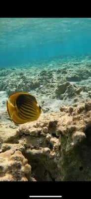 a yellow fish is swimming in the water at Villa Shams El Bahr in Hurghada