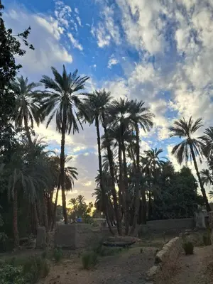 a group of palm trees under a cloudy sky at Hamdy's Felouque in Aswan