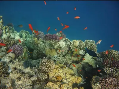 a coral reef with lots of fish in the ocean at Scandic Resort Hurghada, Sea View in Hurghada