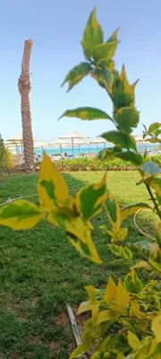 a view of a palm tree and the beach at Hurghada Fiesta Resort Studio 323 in Hurghada