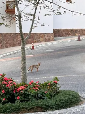 a cat walking down a street next to a tree at A dream with a sea view in Azzurra in Hurghada