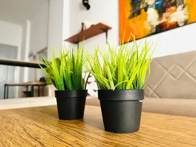 two black potted plants sitting on a table at Cleopatra Style City Center in Hurghada