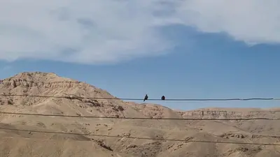 two birds sitting on a wire in the desert at Mountain house in ‘Ezbet Abu Ḥabashi