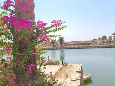 a tree with pink flowers next to a body of water at Saphir Dahabiya luxury sailing boat Nile cruise Every Saturday from Luxor 4 or 7 nights in Luxor