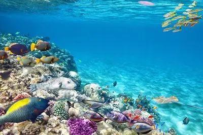 a coral reef with fish andbrates in the ocean at Somabay-Mesca - Relaxing Ground Floor in Hurghada