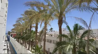 a row of palm trees in front of a building at Scandic resort private beach in Hurghada