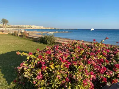a bush of flowers in front of the beach at Cozy Suite in Azzurra Resort Sahl Hasheesh 95 SqM in Hurghada