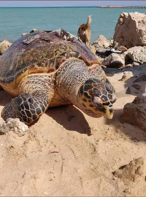 a green sea turtle laying on the beach at Turtles Beach Resort- Hurghada in Hurghada
