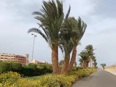 a row of palm trees on the side of a road at Hurghada Holiday Studio with Beach in Hurghada