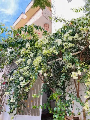 a building with a bunch of flowers on it at Roses House Ladies & families only in Luxor