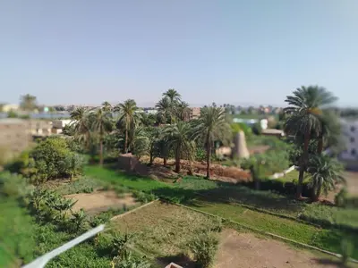 a group of palm trees in a field at Mena Palace Nile View in Luxor
