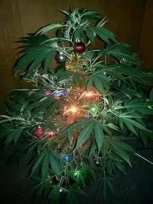 a christmas tree with christmas lights on it at sailboat in Luxor