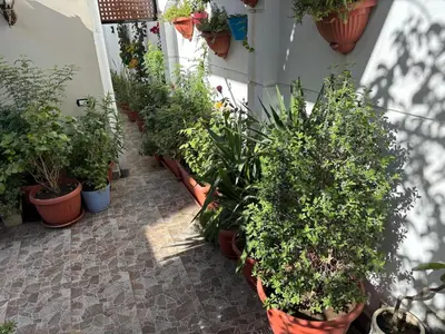 a row of potted plants on a patio at Lilys Garden Guest House in Jazīrat al ‘Awwāmīyah
