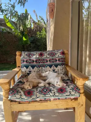 two cats laying on a chair on a porch at Life in Luxor in Nag` Naqsha