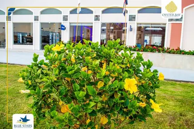 a bush with yellow flowers in front of a building at Oyster bay resort studio in Marsa Alam