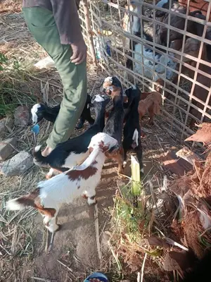a person standing next to two chickens and a dog at Isis farm house in Al Aqālitah