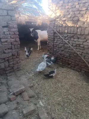 a group of ducks and a cow in a brick building at Isis farm house in Al Aqālitah