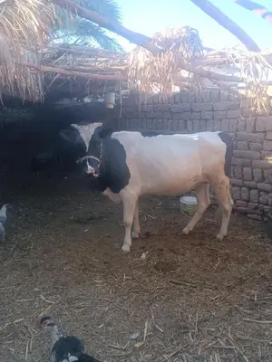 a black and white cow standing next to a wall at Isis farm house in Al Aqālitah