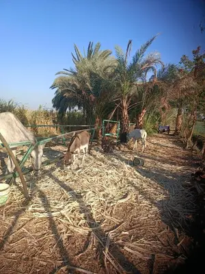 two cows eating hay in a field with palm trees at Isis farm house in Al Aqālitah
