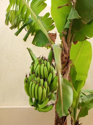 a bunch of bananas hanging from a banana tree at Elnahla Villa in Hurghada