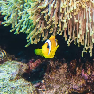 a clown fish is hiding under anemoxin at Funnydivers Diving center in Hurghada