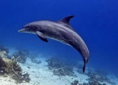 a dolphin swimming in the water near the ocean at Funnydivers Diving center in Hurghada