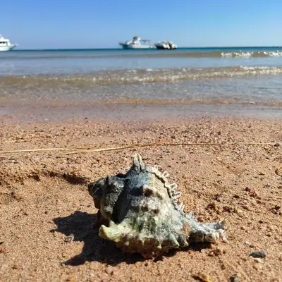 a dead shell on a beach near the water at Arabic Apartment in Hurghada