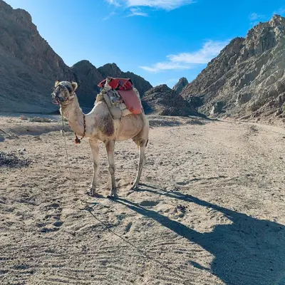 a camel standing in the middle of the desert at Arabic Apartment in Hurghada