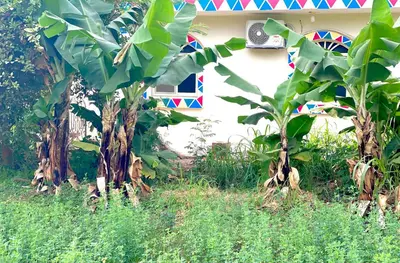 a house with a bunch of banana trees in the yard at Garden view in Aswan