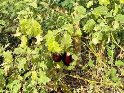 a group of red fruits growing on a plant at Garden view in Aswan