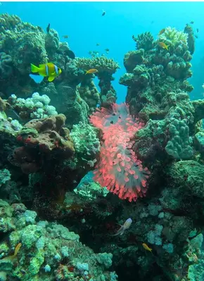 an underwater picture of a coral reef with fish at DiveZen Sea View apartment in Quseir