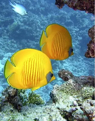 two yellow fishes are swimming in the ocean at Orientalna Willa in Hurghada