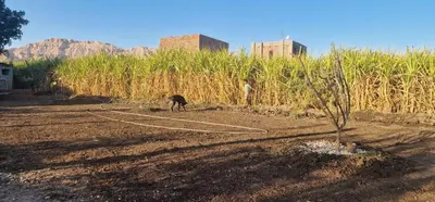 a cat standing in a field next to a tree at Gateway to the Stars restaurant & camping in Al Aqālitah