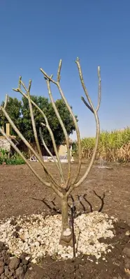 a small tree in the middle of a field at Gateway to the Stars restaurant & camping in Al Aqālitah